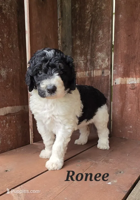 Ronee – Goldendoodle puppy for sale in Kewaunee, WI