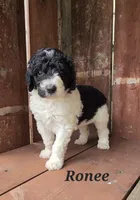 Ronee, a female Goldendoodle for sale in Kewaunee, WI – 1 of 10