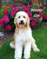 Marty, a male Goldendoodle for sale in Kewaunee, WI – 3 of 8
