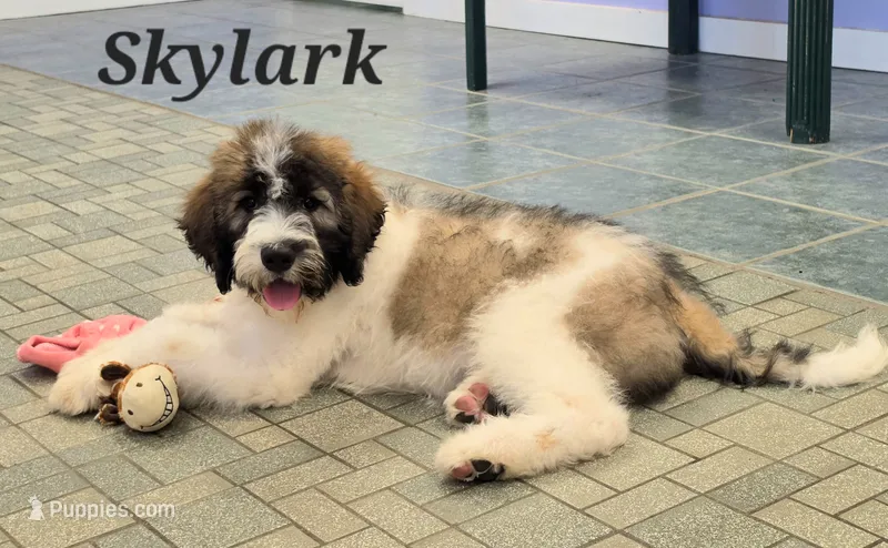 Skylark  – Saint Berdoodle puppy for sale in Kewaunee, WI
