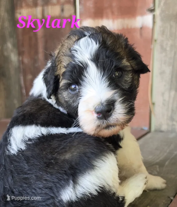 Skylark  – Saint Berdoodle puppy for sale in Kewaunee, WI