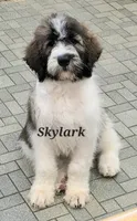Skylark , a female Saint Berdoodle for sale in Kewaunee, WI – 8 of 9
