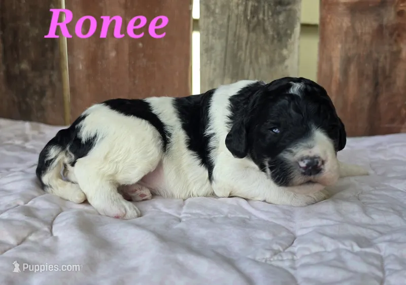 Ronee – Goldendoodle puppy for sale in Kewaunee, WI