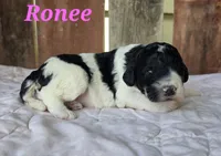 Ronee, a female Goldendoodle for sale in Kewaunee, WI – 1 of 8