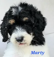 Marty, a male Goldendoodle for sale in Kewaunee, WI – 4 of 10