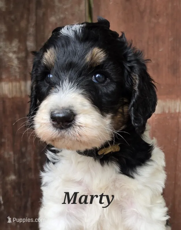 Marty – Goldendoodle puppy for sale in Kewaunee, WI