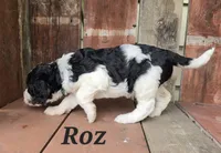 Roz , a female Goldendoodle for sale in Kewaunee, WI – 3 of 9