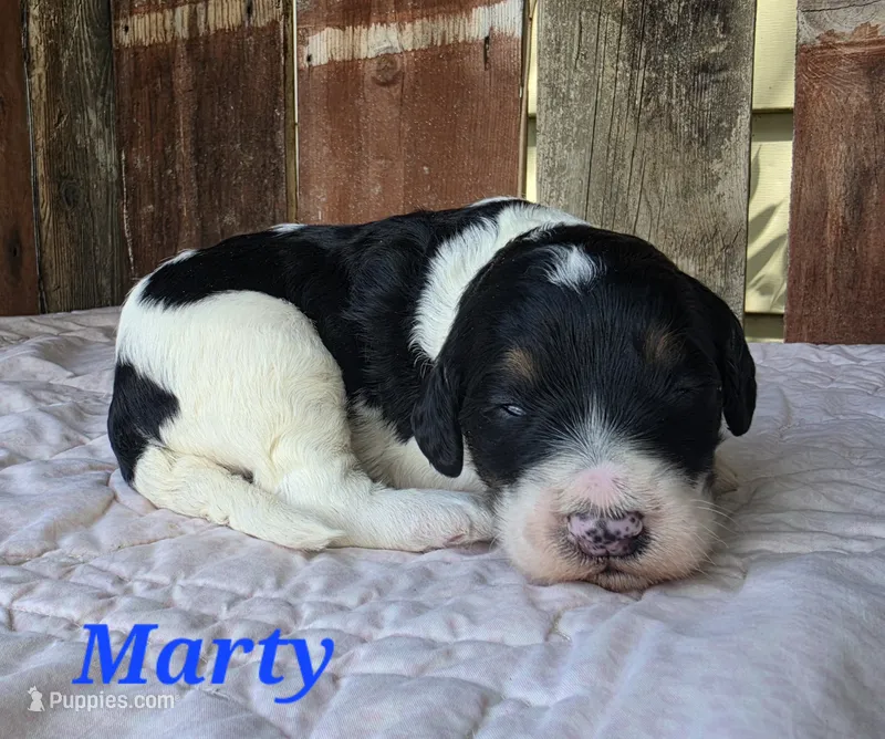 Marty – Goldendoodle puppy for sale in Kewaunee, WI
