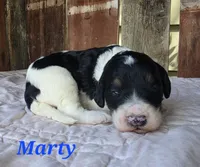 Marty, a male Goldendoodle for sale in Kewaunee, WI – 1 of 8