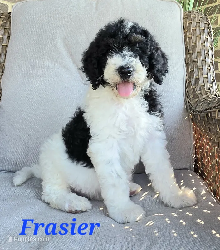 Frasier  – Goldendoodle puppy for sale in Kewaunee, WI