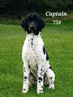 Daphne , a female Goldendoodle for sale in Kewaunee, WI – 6 of 8