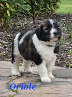 Oriole , a male Saint Berdoodle for sale in Kewaunee, WI – 2 of 8