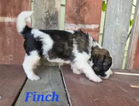 Finch, a male Saint Berdoodle for sale in Kewaunee, WI – 3 of 8