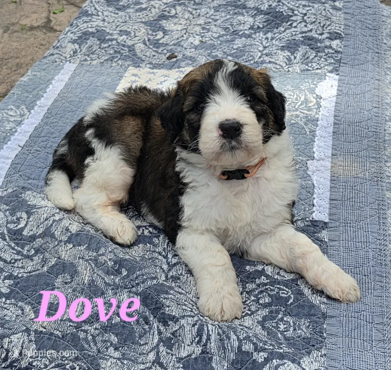 Dove – Saint Berdoodle puppy for sale in Kewaunee, WI