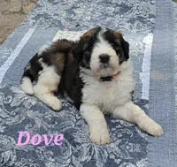 Dove, a female Saint Berdoodle for sale in Kewaunee, WI – 1 of 10