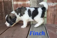 Finch, a male Saint Berdoodle for sale in Kewaunee, WI – 5 of 8