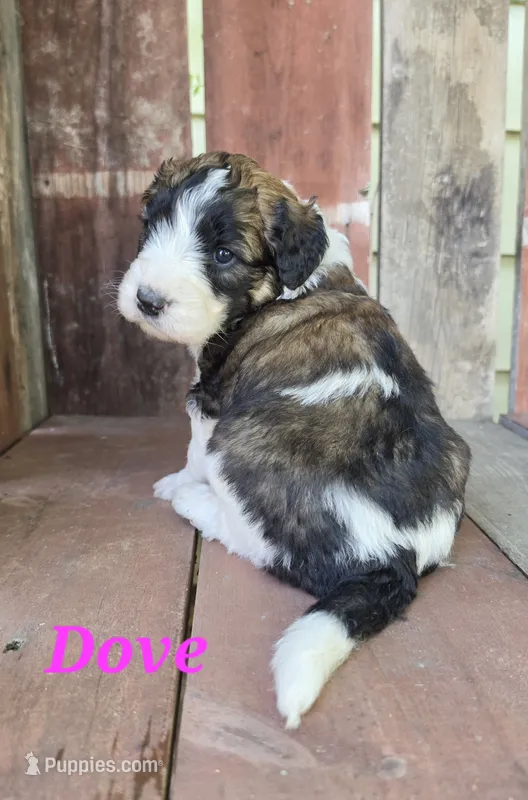 Dove – Saint Berdoodle puppy for sale in Kewaunee, WI