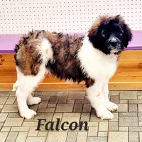 Falcon F1, a female Saint Berdoodle for sale in Kewaunee, WI – Photo 6 of 9