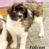Falcon F1, a female Saint Berdoodle for sale in Kewaunee, WI – Photo 2 of 9