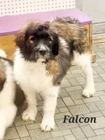 processed/3333d352-f0b0-46cc-b2a9-aa229d69a9e6/listing/20389ede-fe29-4bc6-a1ce-53b12df9277e/1134733c-9e7a-48b0-95d4-550d2fdbb634