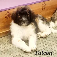 Falcon F1, a female Saint Berdoodle for sale in Kewaunee, WI – Photo 3 of 9