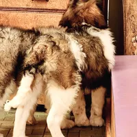 Falcon F1, a female Saint Berdoodle for sale in Kewaunee, WI – Photo 9 of 9