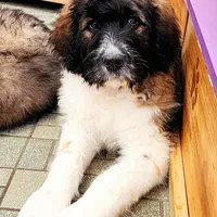 Falcon F1, a female Saint Berdoodle for sale in Kewaunee, WI – Photo 4 of 9