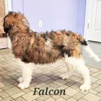 Falcon F1, a female Saint Berdoodle for sale in Kewaunee, WI – Photo 7 of 9