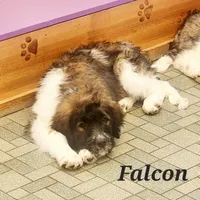 Falcon F1, a female Saint Berdoodle for sale in Kewaunee, WI – Photo 5 of 9