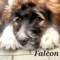 Falcon F1, a female Saint Berdoodle for sale in Kewaunee, WI – Photo 1 of 9