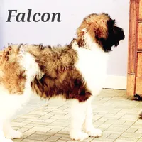 Falcon F1, a female Saint Berdoodle for sale in Kewaunee, WI – Photo 8 of 9
