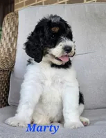 Marty, a male Goldendoodle for sale in Kewaunee, WI – 5 of 10