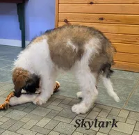 Skylark , a female Saint Berdoodle for sale in Kewaunee, WI – 2 of 9