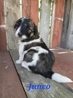 Junco, a male Saint Berdoodle for sale in Kewaunee, WI – 7 of 10
