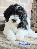 Frasier , a male Goldendoodle for sale in Kewaunee, WI – 4 of 9