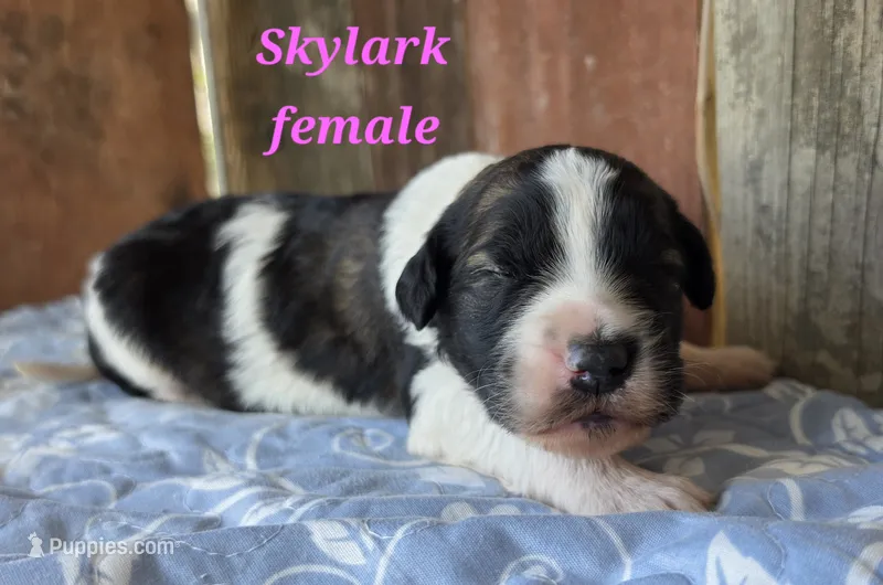 Skylark  – Saint Berdoodle puppy for sale in Kewaunee, WI