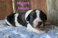 Skylark , a female Saint Berdoodle for sale in Kewaunee, WI – 1 of 4