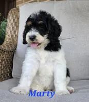 Marty, a male Goldendoodle for sale in Kewaunee, WI – 2 of 10