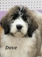 Dove, a female Saint Berdoodle for sale in Kewaunee, WI – 8 of 9