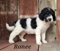 Ronee, a female Goldendoodle for sale in Kewaunee, WI – 3 of 10
