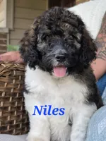 Niles, a male Goldendoodle for sale in Kewaunee, WI – 2 of 9