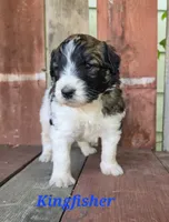 Kingfisher , a male Saint Berdoodle for sale in Kewaunee, WI – 5 of 8