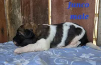 Junco, a male Saint Berdoodle for sale in Kewaunee, WI – 2 of 5