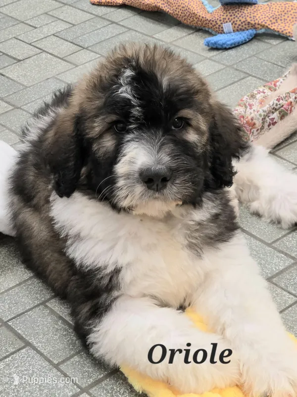 Oriole  – Saint Berdoodle puppy for sale in Kewaunee, WI