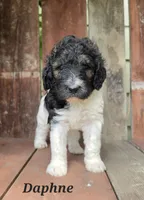 Daphne , a female Goldendoodle for sale in Kewaunee, WI – 2 of 10