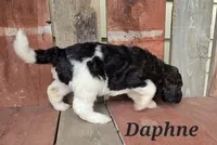 Daphne , a female Goldendoodle for sale in Kewaunee, WI – 3 of 10