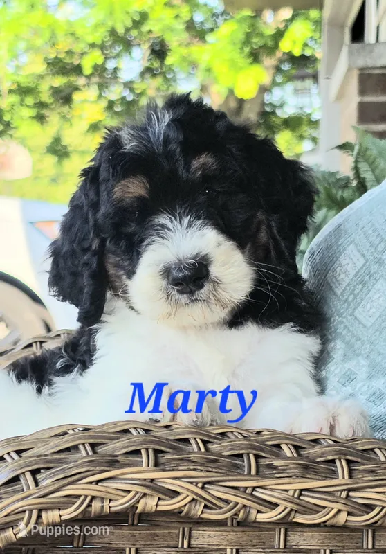 Marty – Goldendoodle puppy for sale in Kewaunee, WI