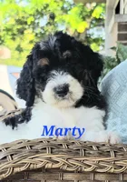 Marty, a male Goldendoodle for sale in Kewaunee, WI – 1 of 10