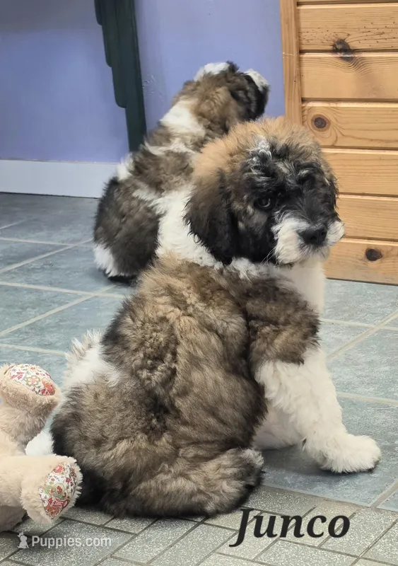 Junco – Saint Berdoodle puppy for sale in Kewaunee, WI