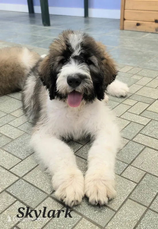 Skylark  – Saint Berdoodle puppy for sale in Kewaunee, WI